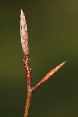 Fagus sylvatica 'Albovariegata' - buk lesní - pupen